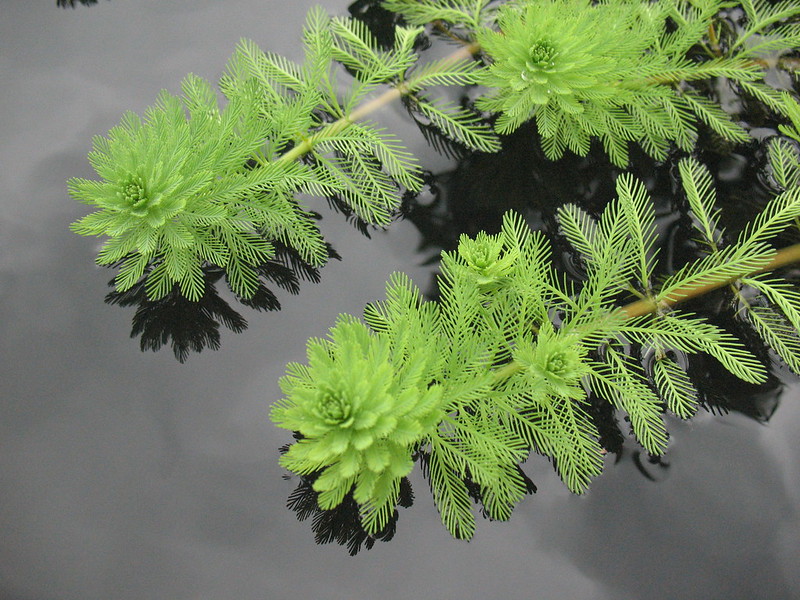 Découvrez les 8 plantes aquatiques envahissantes ! Etangsolution — free download